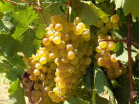Vermentino - Weißweinrebsorte